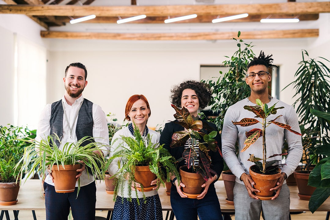 Rare houseplant collectors